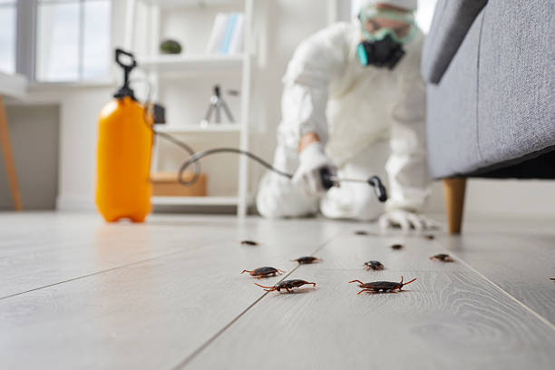 Commercial Rodent Management in Granger